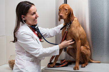 related-corporate-news-horizontal-dog-city-doctor.jpg